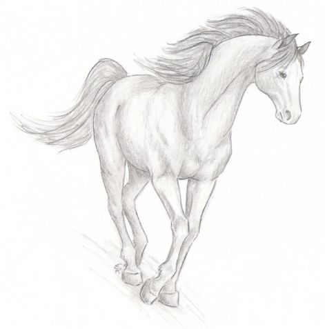 realistic_horse_sketch.jpg